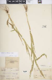 Urochloa texana image