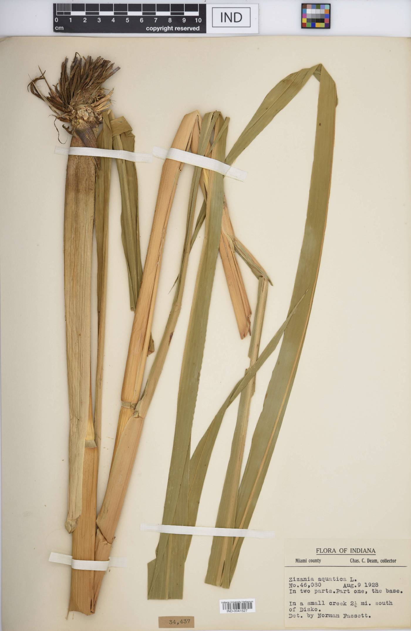 Zizania aquatica var. aquatica image