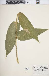 Zeugites latifolia image