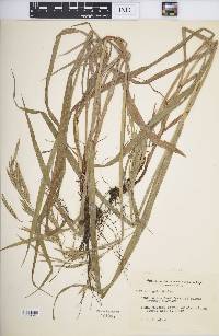 Deschampsia elongata image