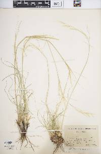 Hesperostipa comata image