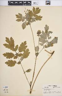 Chelidonium majus image