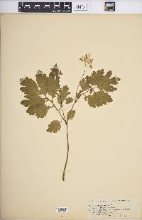 Chelidonium majus image