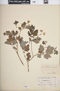 Chelidonium majus image