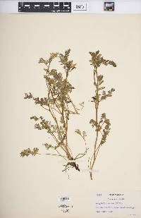 Corydalis aurea image