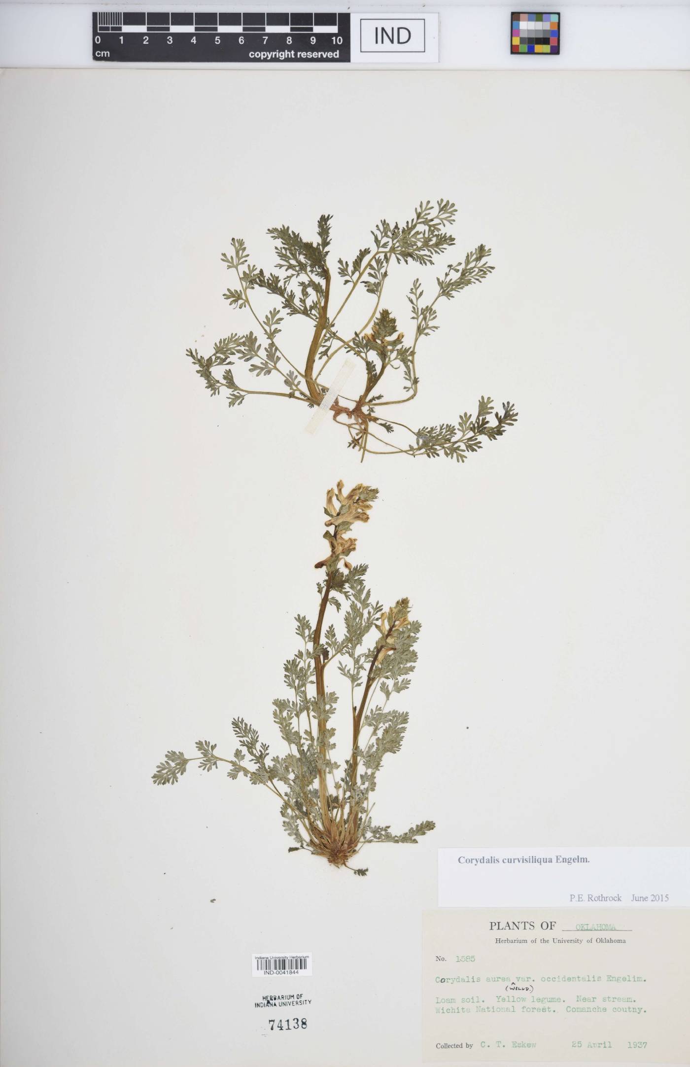 Corydalis curvisiliqua image