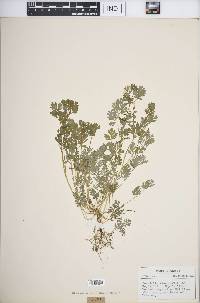 Corydalis flavula image