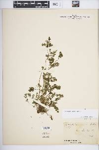 Corydalis flavula image