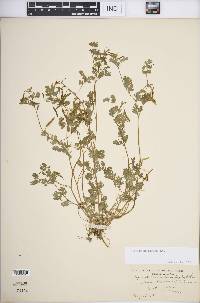 Corydalis flavula image