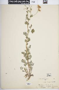 Capnoides sempervirens image