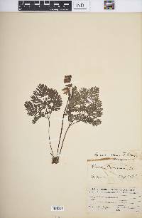 Dicentra canadensis image