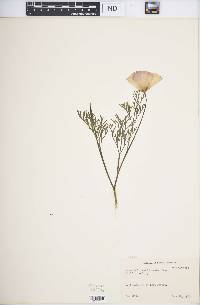 Eschscholzia californica image