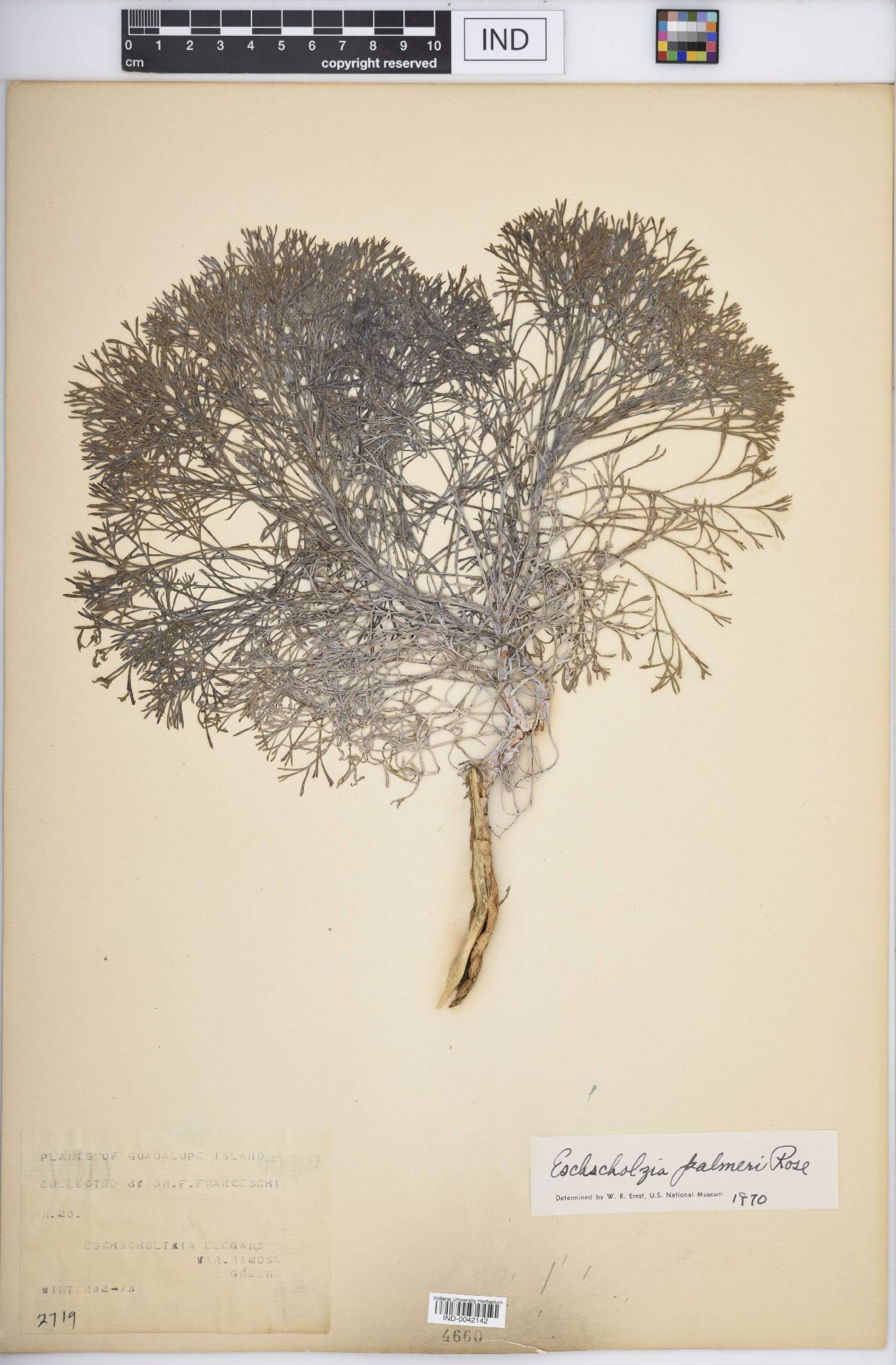 Eschscholzia palmeri image