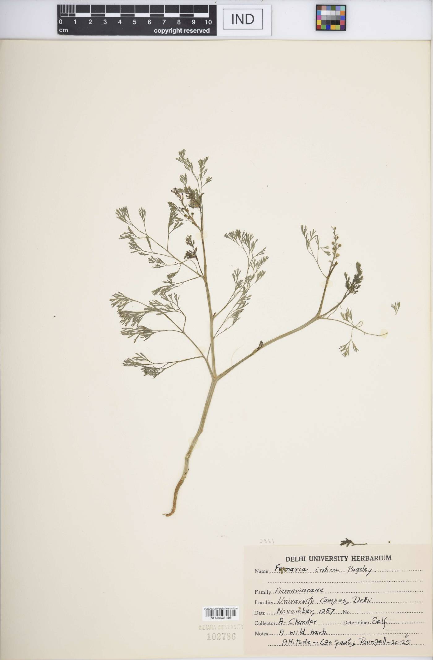 Fumaria indica image