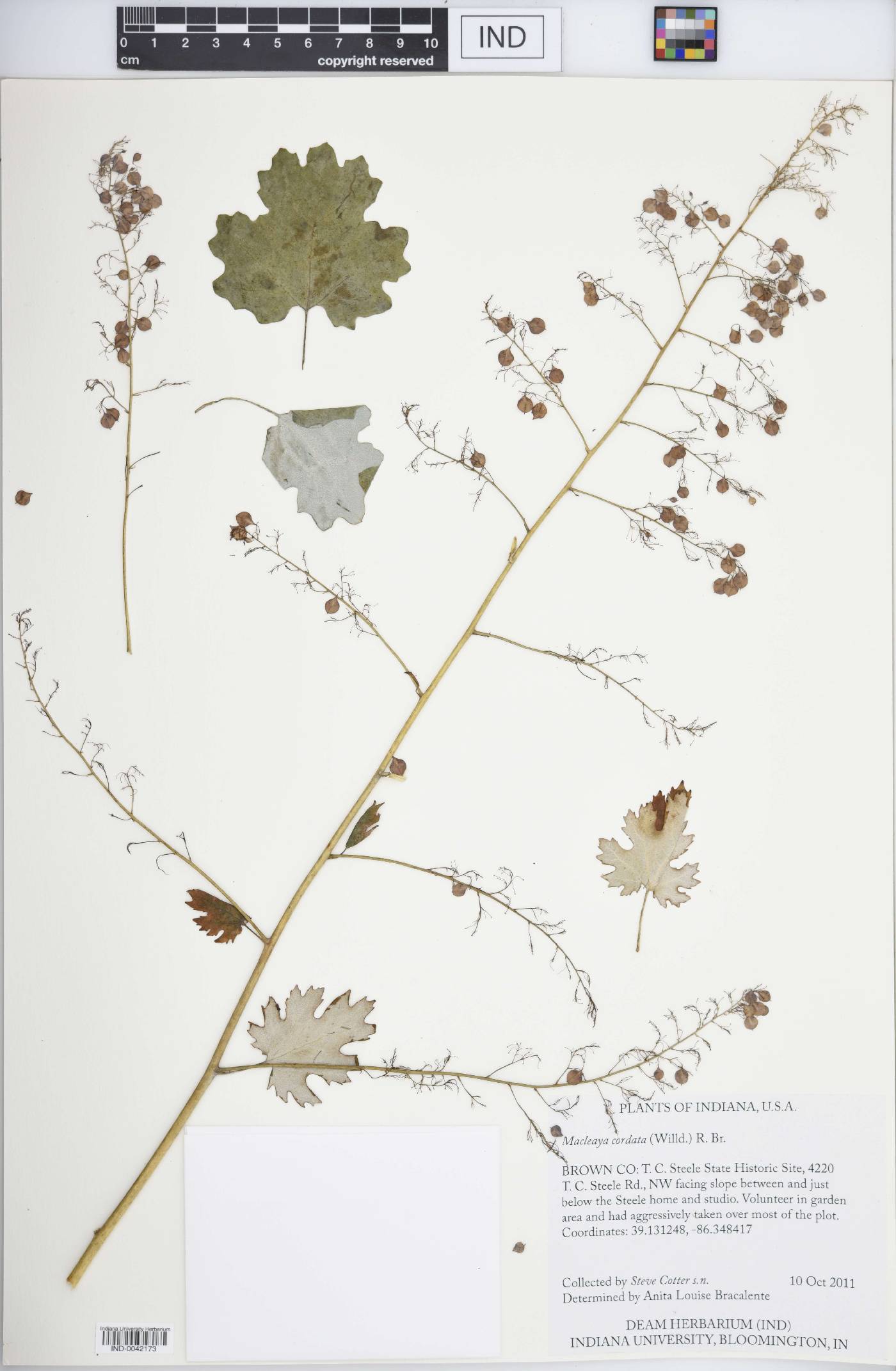 Macleaya cordata image