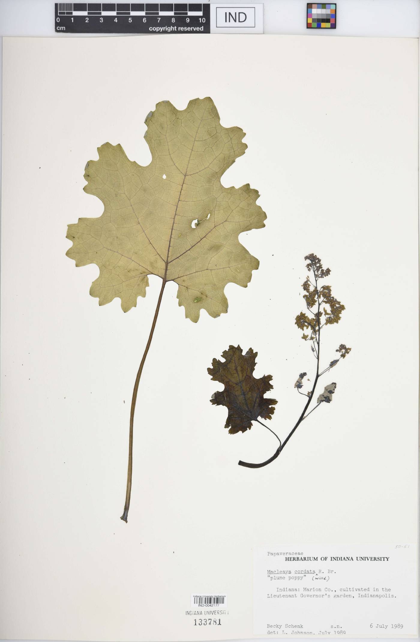 Macleaya cordata image