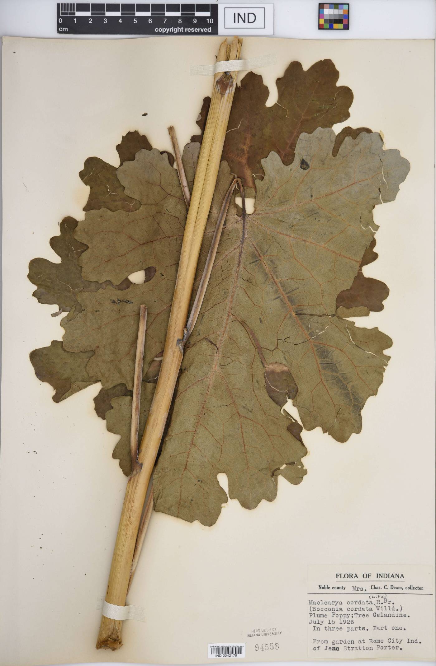 Macleaya cordata image