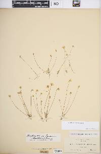 Platystigma linearis image