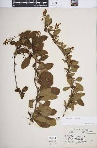 Berberis koreana image