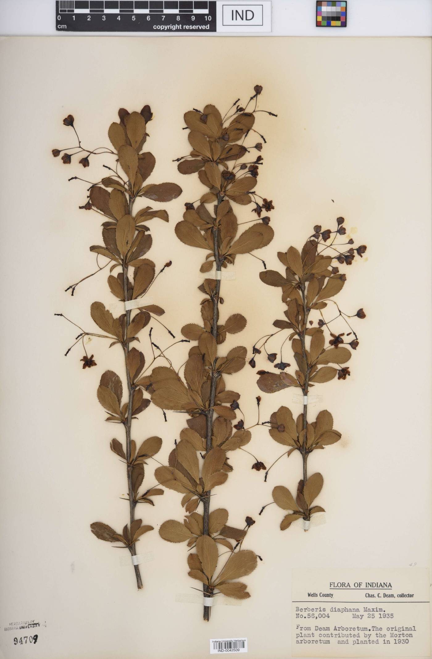 Berberis diaphana image