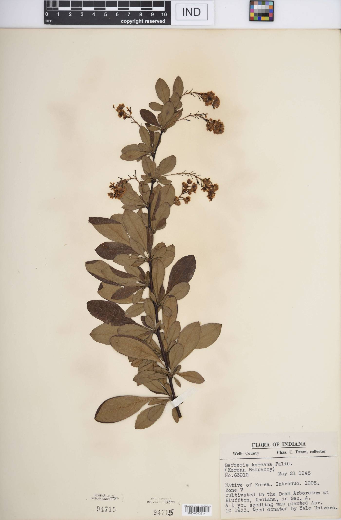 Berberis koreana image