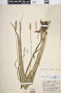 Carex sparganioides image