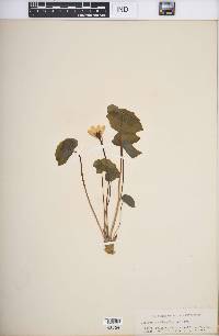 Jeffersonia diphylla image