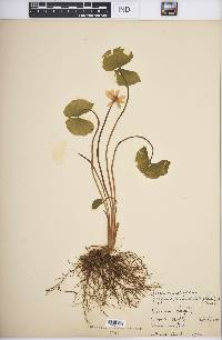 Jeffersonia diphylla image