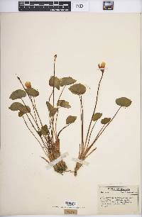 Jeffersonia diphylla image