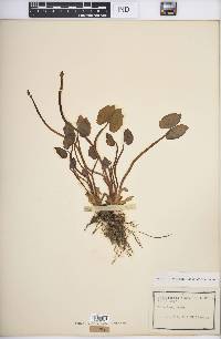 Jeffersonia diphylla image