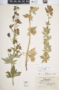 Aconitum columbianum image