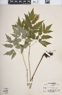 Actaea pachypoda image