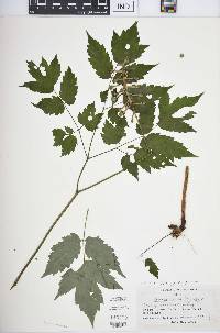 Actaea pachypoda image