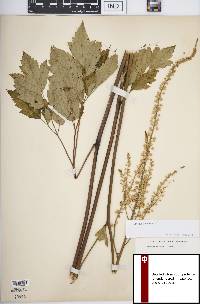 Actaea racemosa image