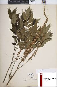 Actaea racemosa image