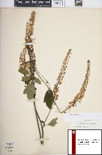 Actaea racemosa image