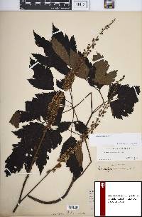 Actaea racemosa image