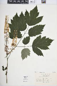 Actaea racemosa image