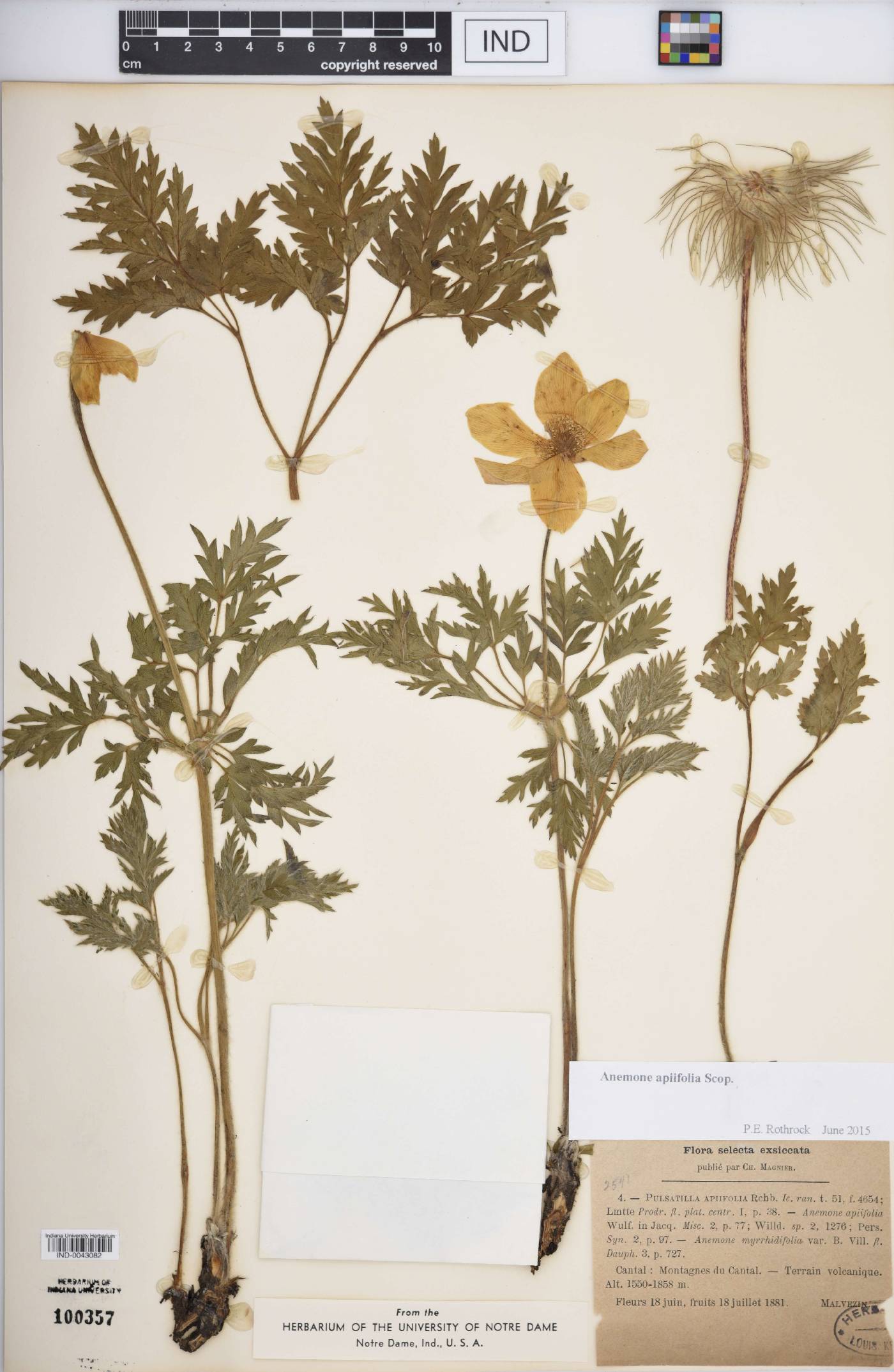 Anemone apiifolia image