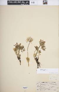 Pulsatilla patens subsp. multifida image