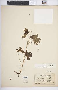 Anemone sylvestris image