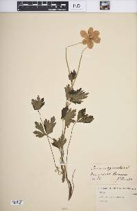 Anemone sylvestris image