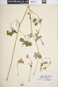 Aquilegia formosa image