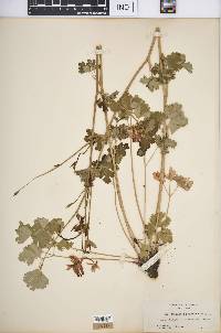 Aquilegia formosa image