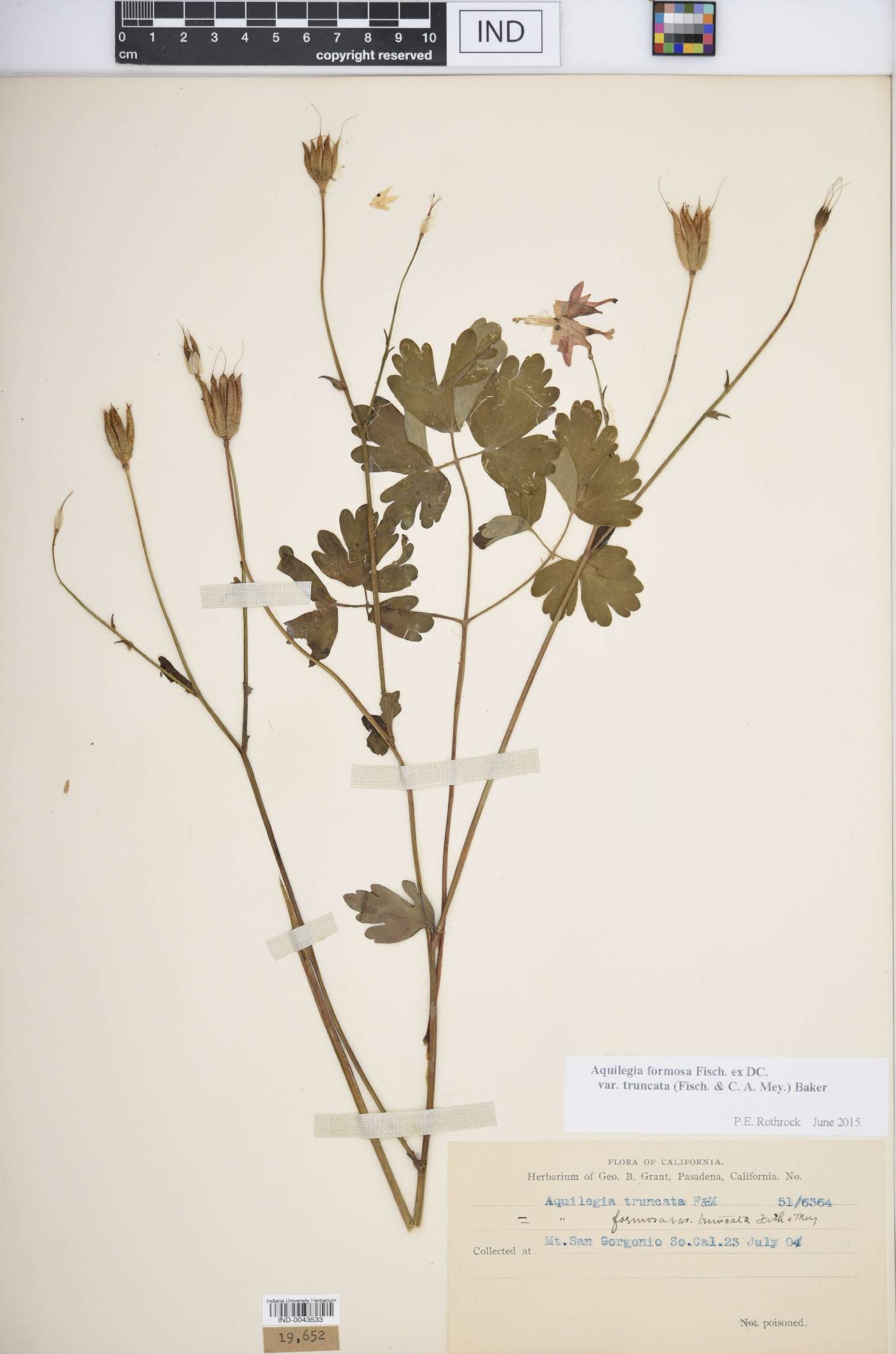 Aquilegia formosa var. truncata image