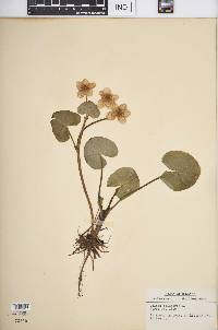 Caltha palustris image