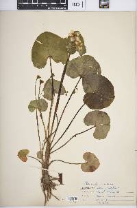 Caltha palustris image