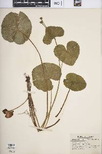 Caltha palustris image