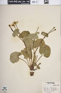 Caltha palustris image