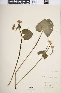 Caltha palustris image